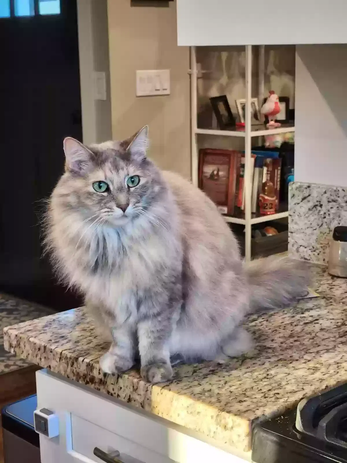 Lost cat in Castro Valley, CA, 94546