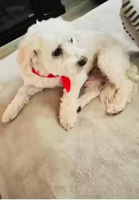 Lost dog in Asheboro, NC, 27203