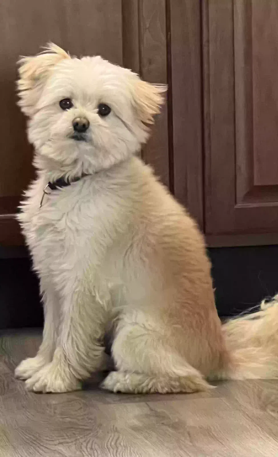 Lost dog in Aurora, IL, 60505