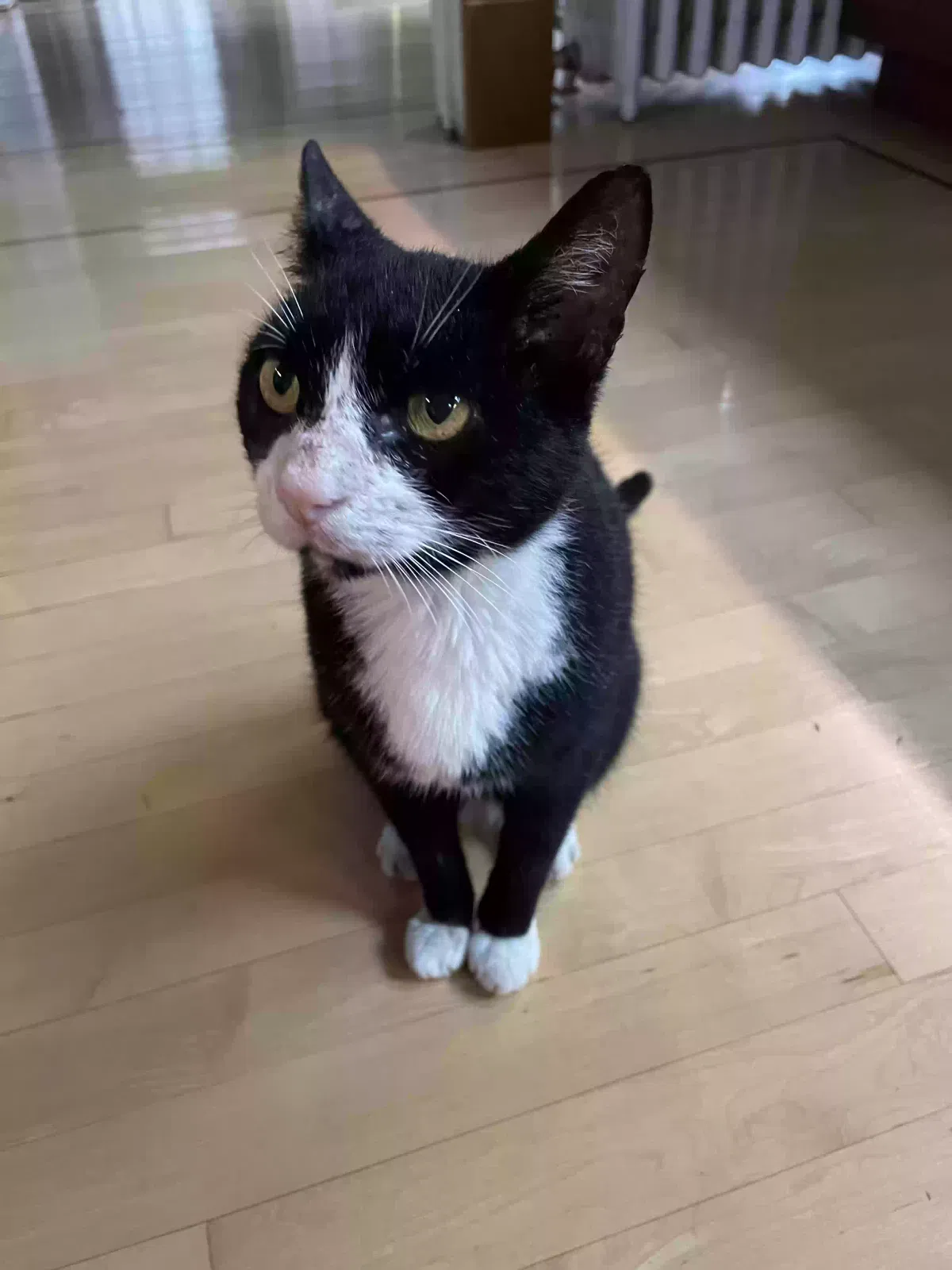 Lost cat in Catonsville, MD, 21228