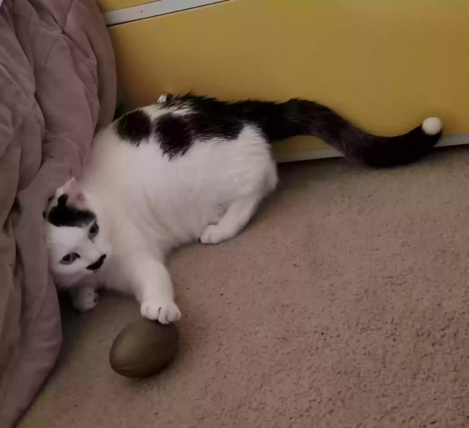 Lost cat in Quincy, MA, 2169