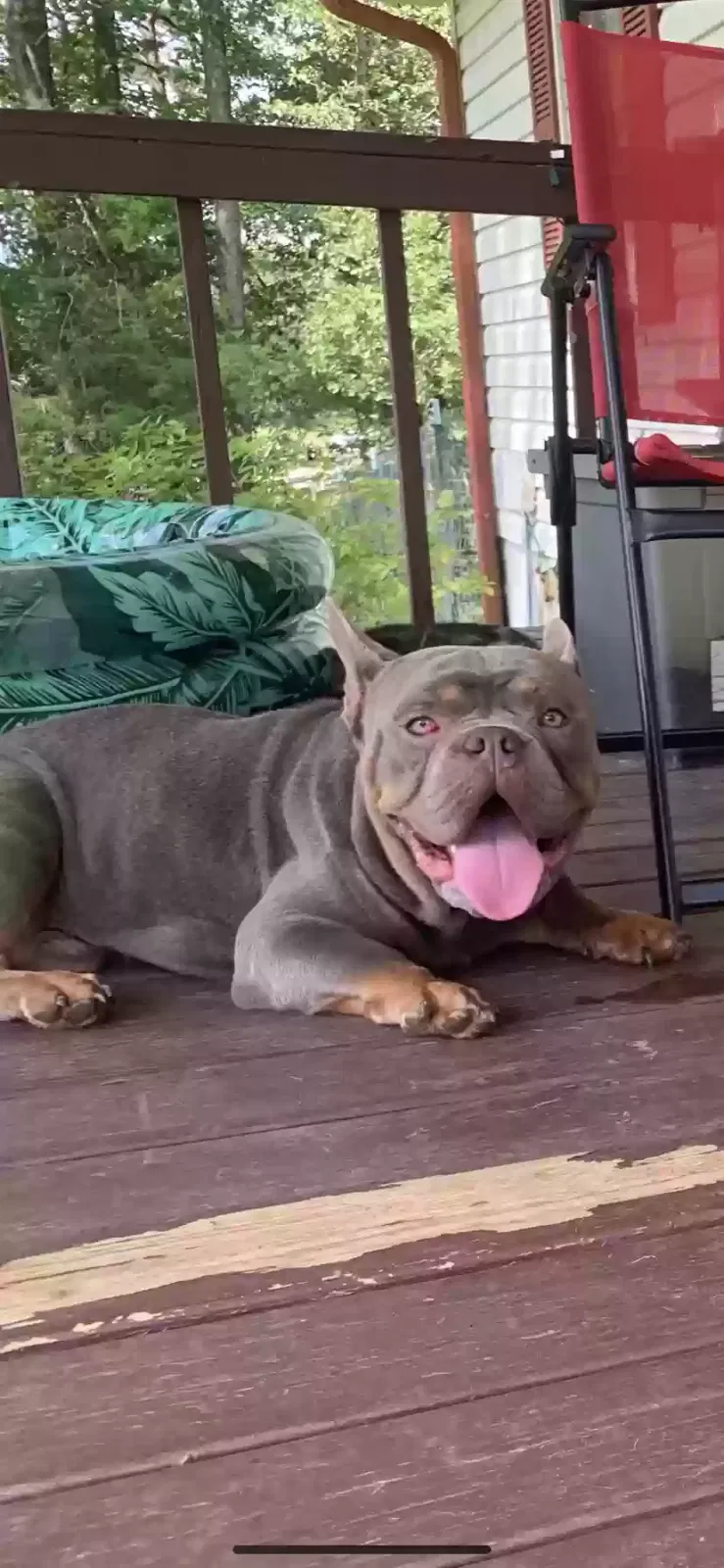 Lost dog in Locust Grove, GA, 30248