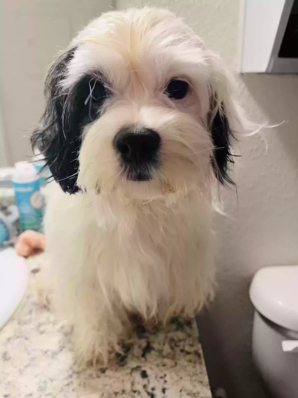 Lost dog in Humble, TX, 77338