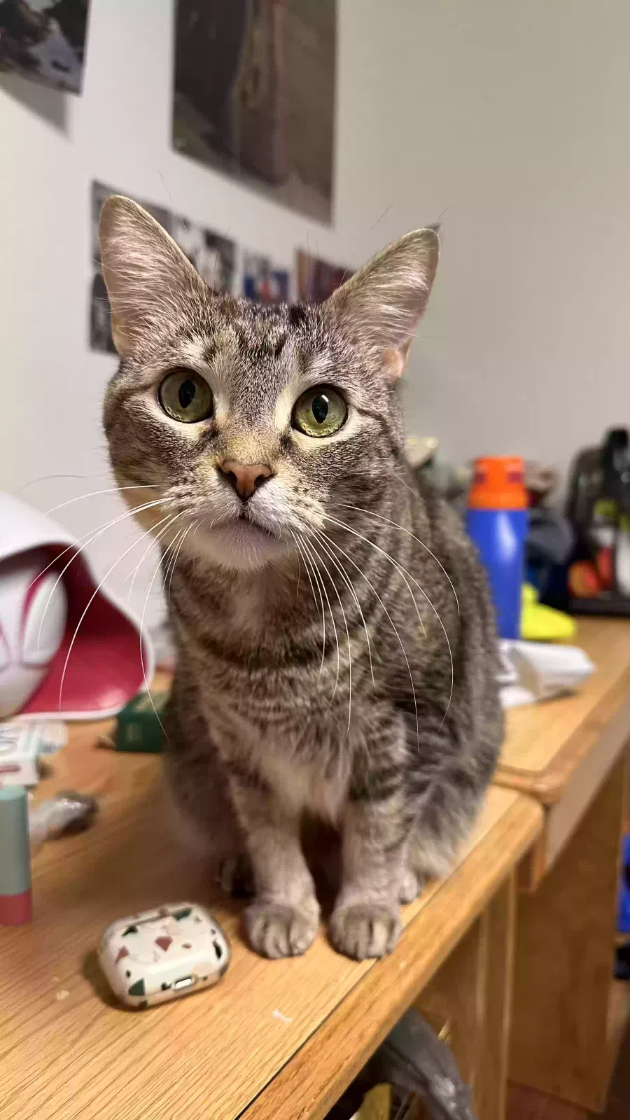 Lost cat in Snellville, GA, 30078