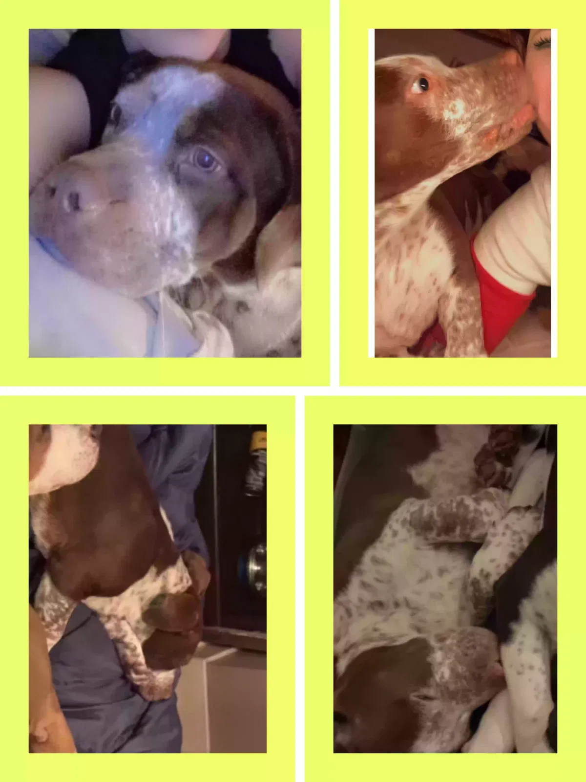 Lost dog in Kensett, AR, 72082