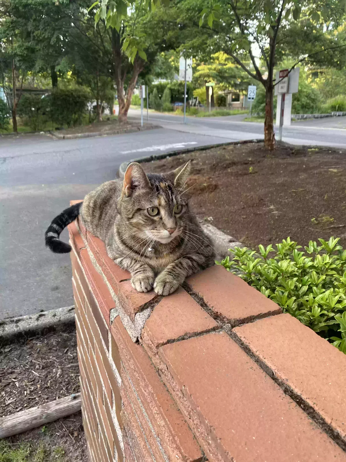 Lost cat in Portland, OR, 97219