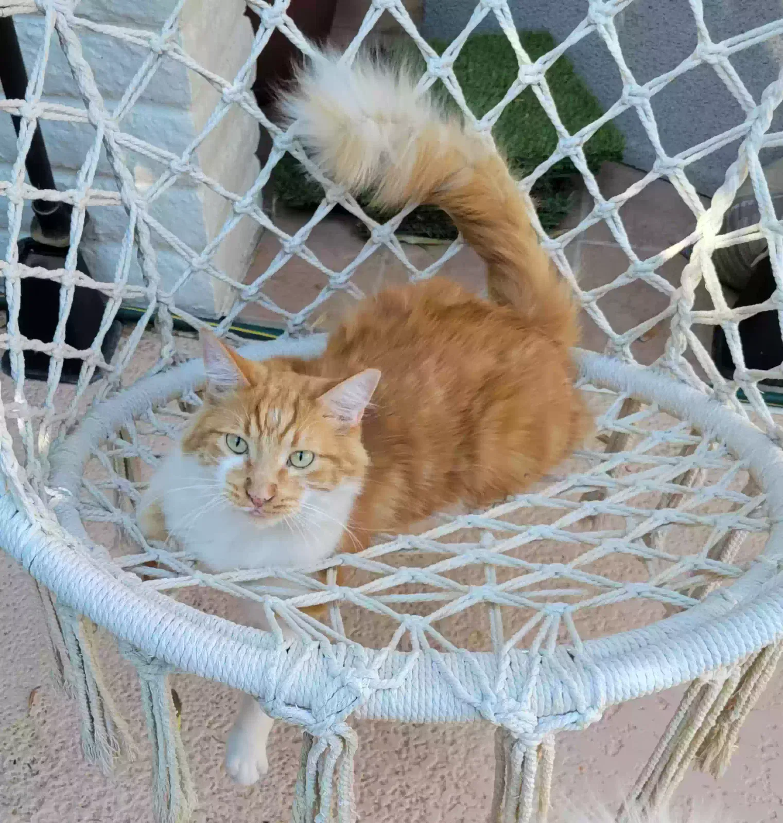 Lost cat in Phoenix, AZ, 85022