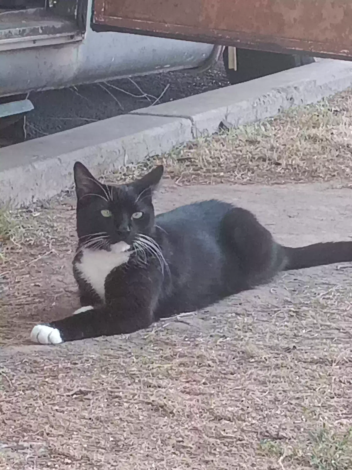 Lost cat in Phoenix, AZ, 85040
