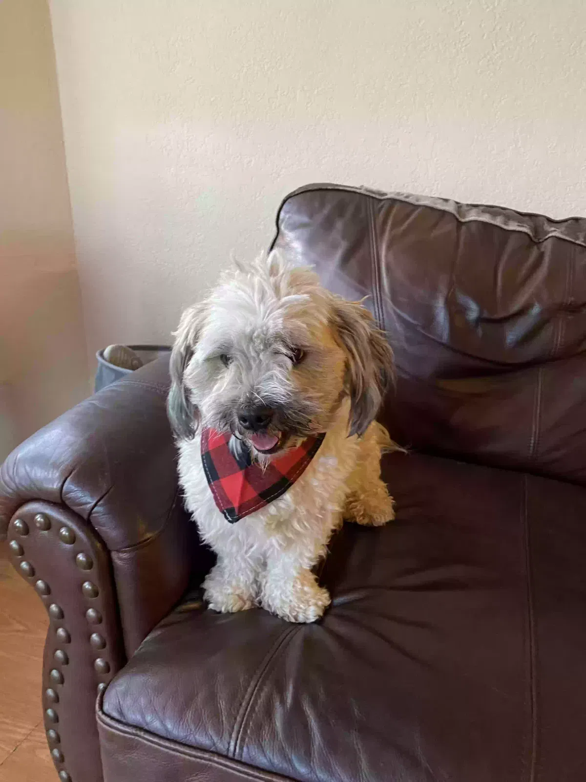Lost dog in Richmond, CA, 94801