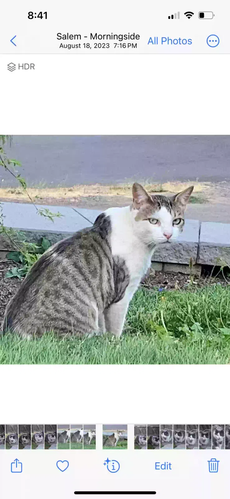 Lost cat in Salem, OR, 97302