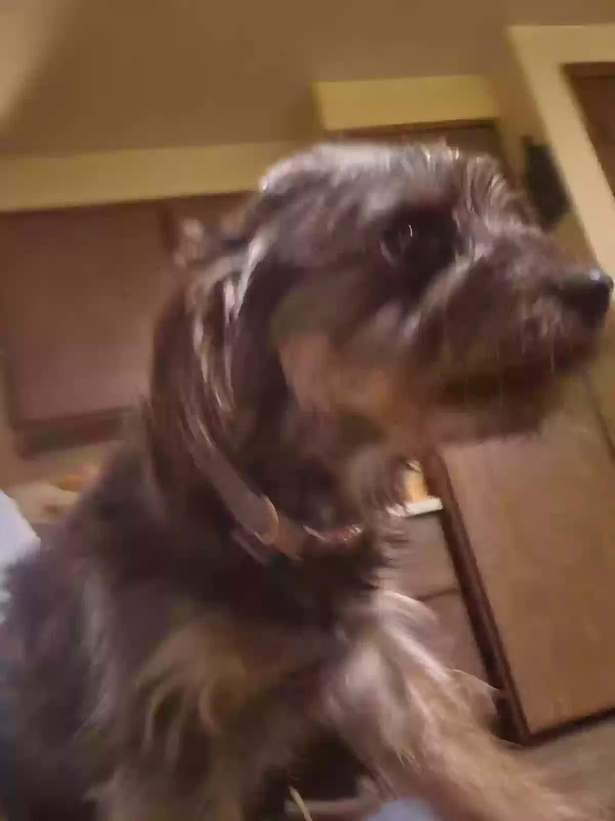 Lost dog in New Berlin, WI, 53151
