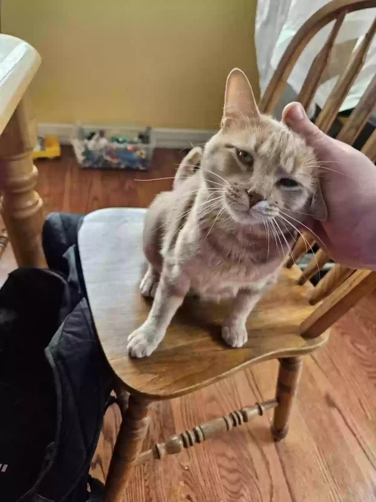 Lost cat in Clarkston, MI, 48346