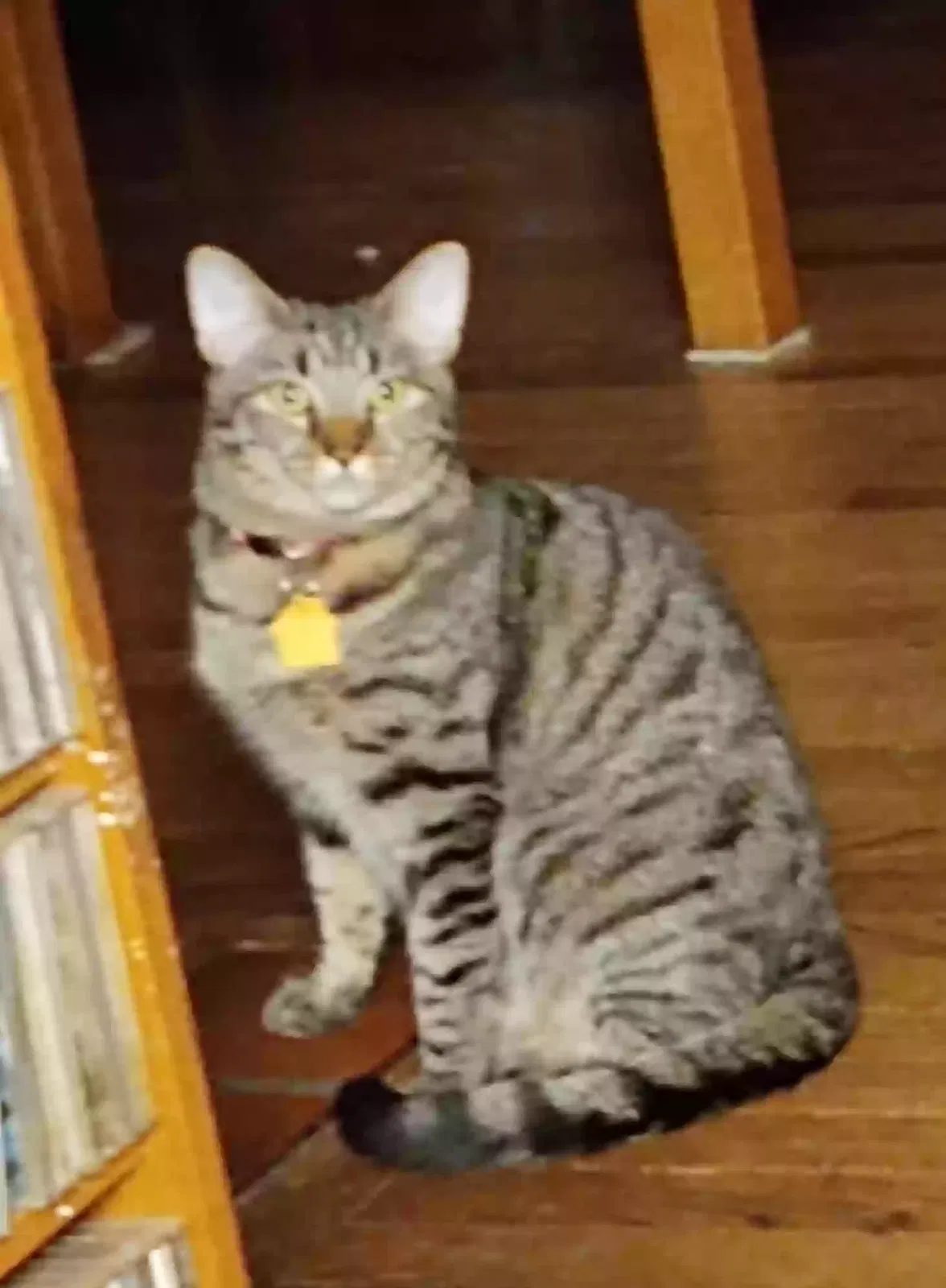 Lost cat in Lebanon, NJ, 8833