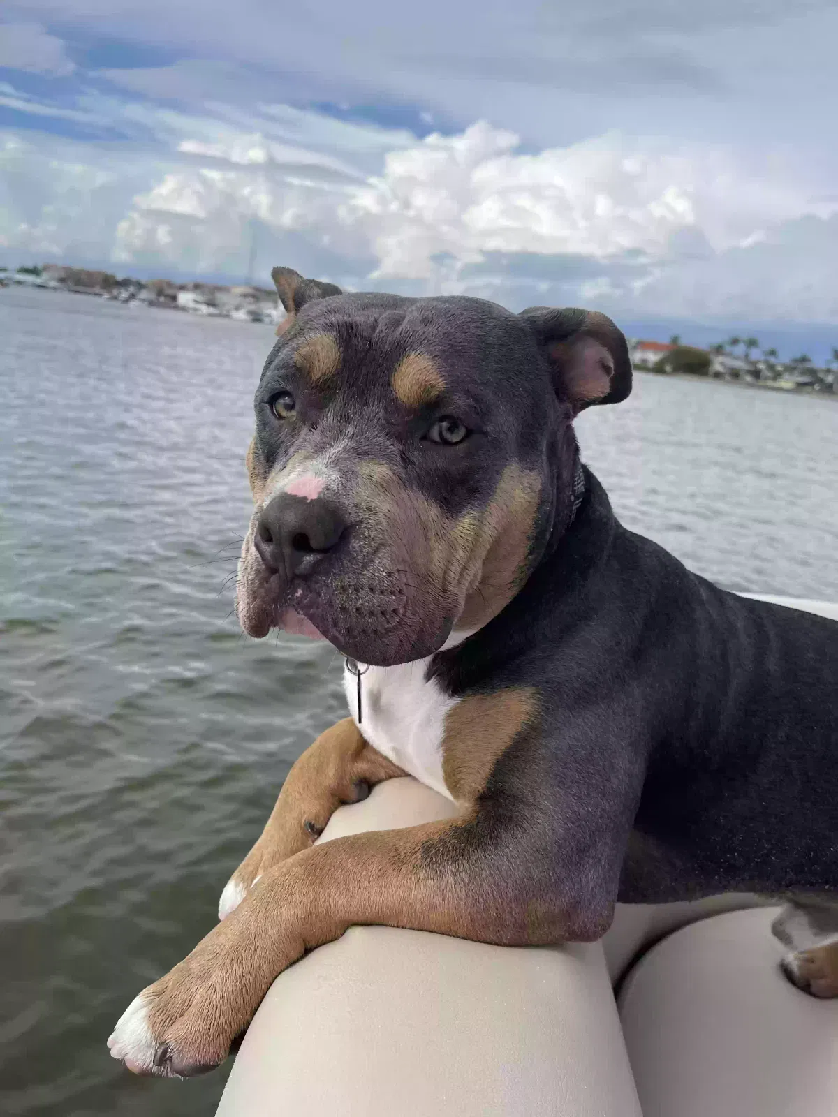 Lost dog in Naples, FL, 34113