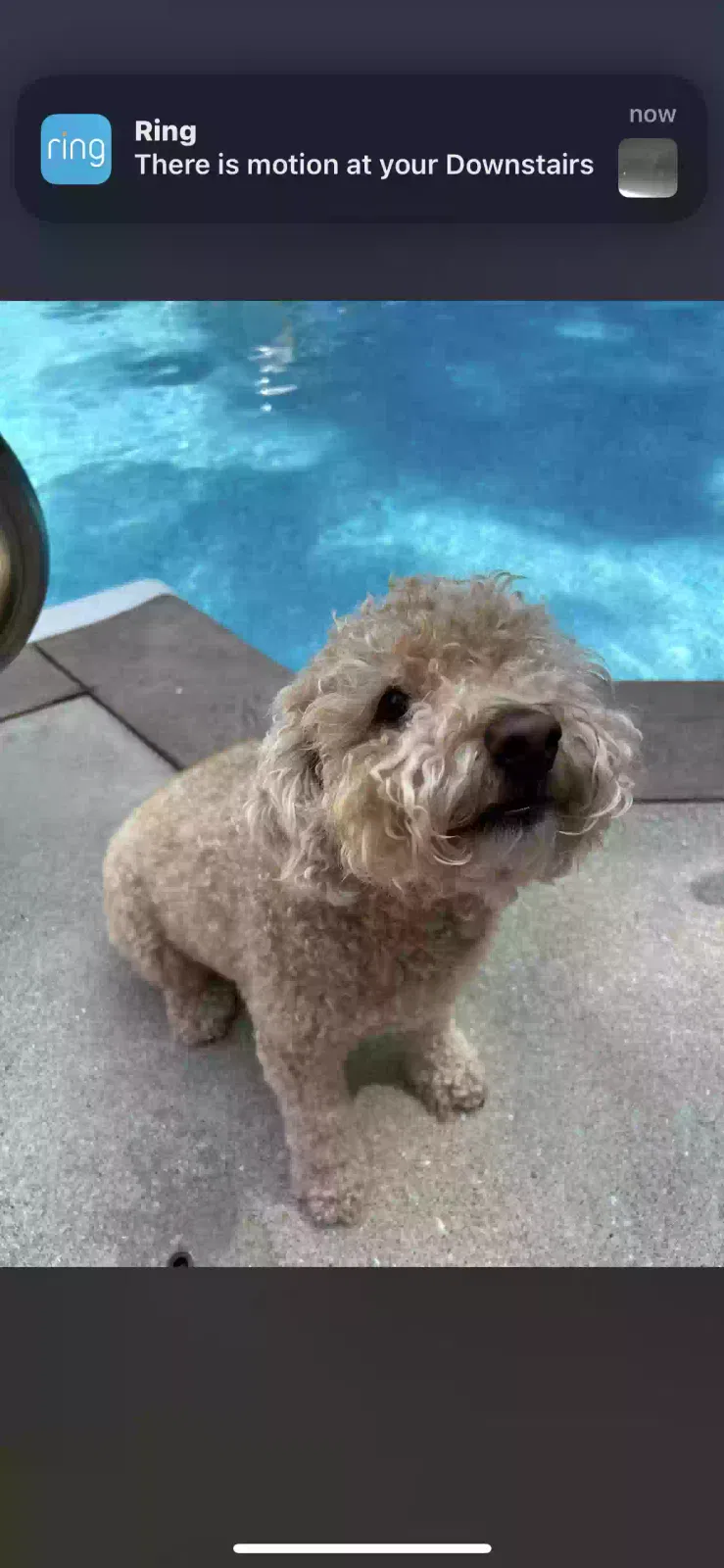 Lost dog in Saint Charles, MO, 63304