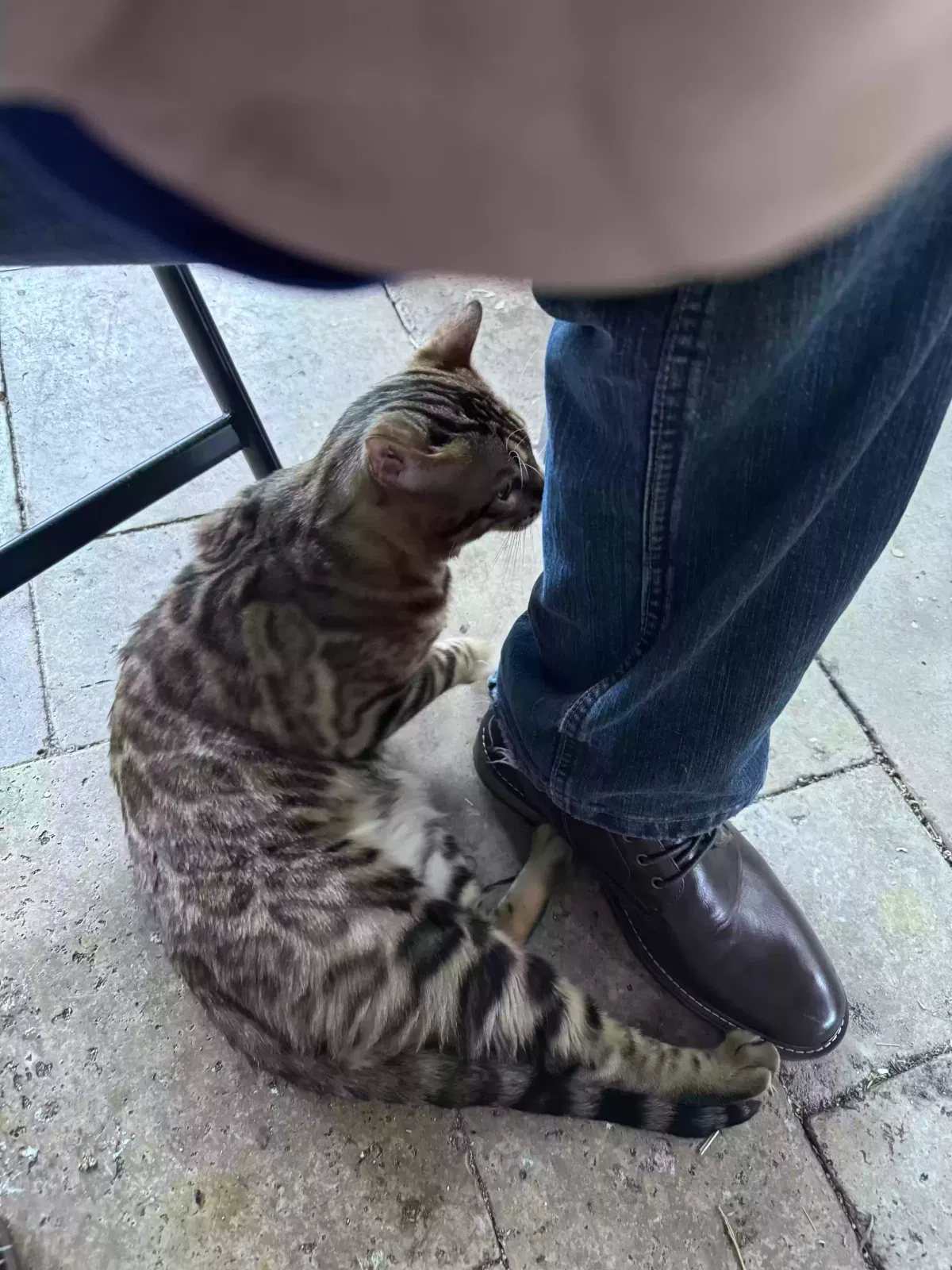 Lost cat in Hollywood, FL, 33027