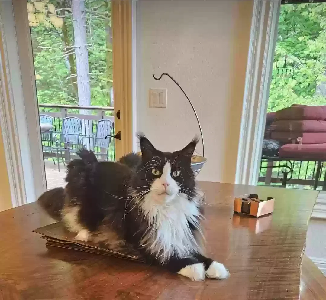 Lost cat in Happy Valley, OR, 97086