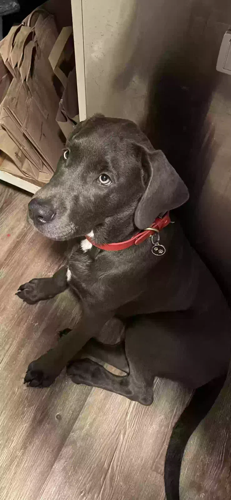 Lost dog in Woodstock, GA, 30189