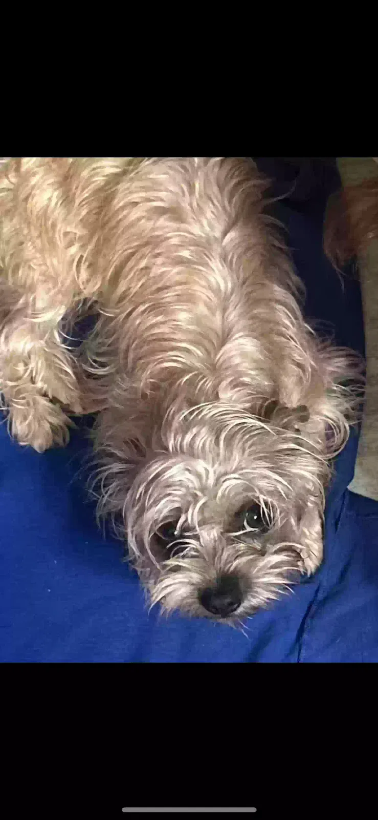 Lost dog in El Paso, TX, 79938