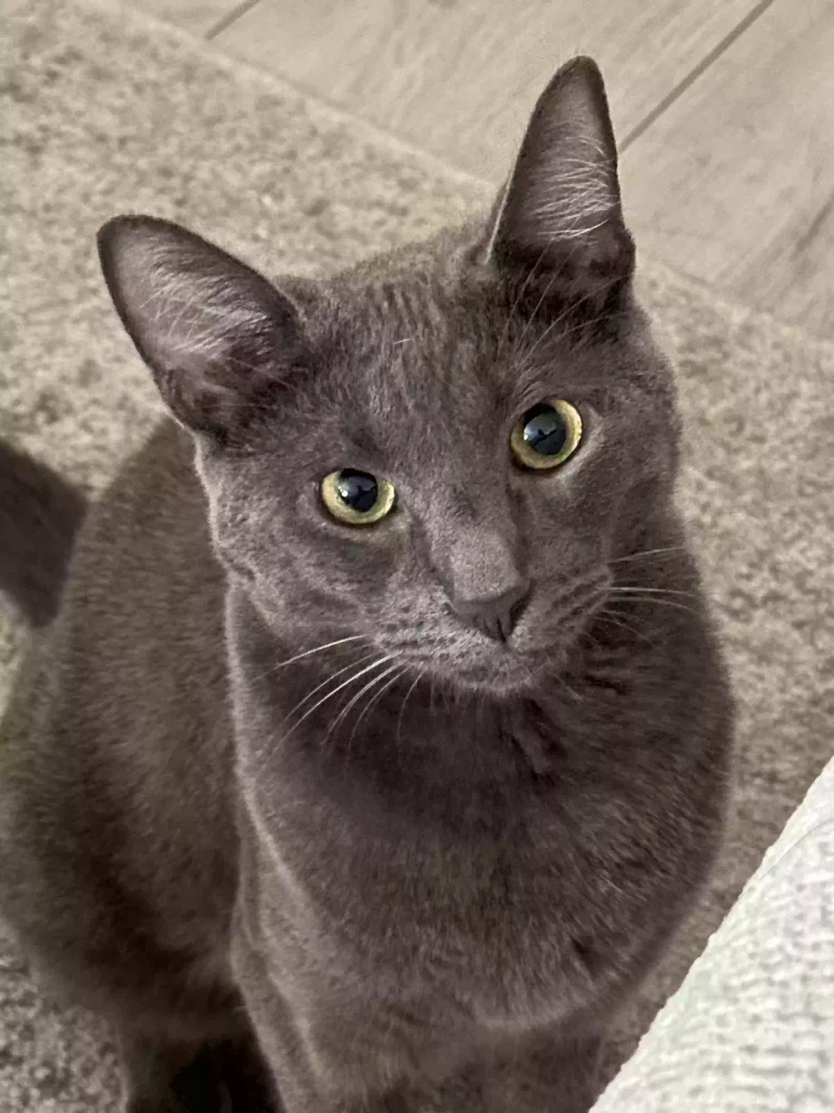 Lost cat in Long Beach, CA, 90805