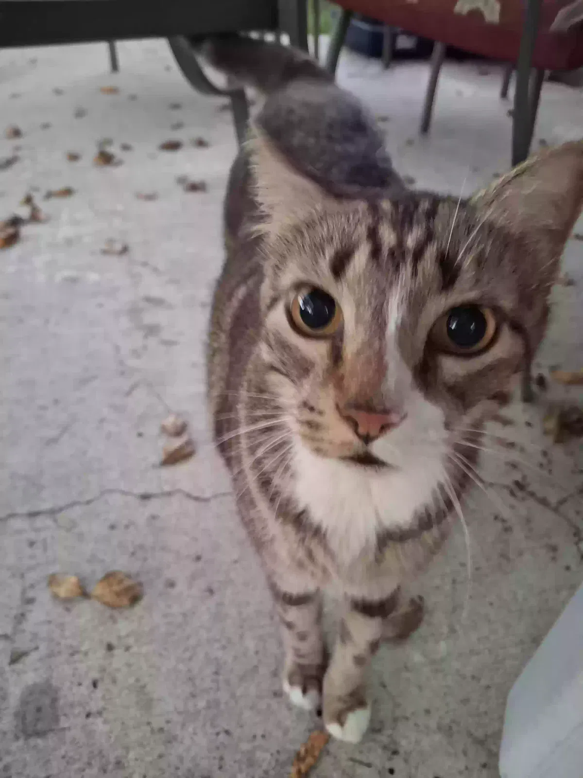 Lost cat in Houston, TX, 77062
