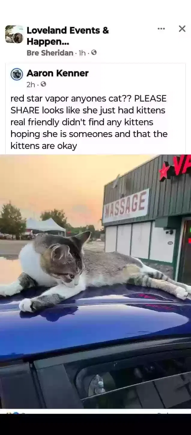 Lost cat in Loveland, CO, 80537
