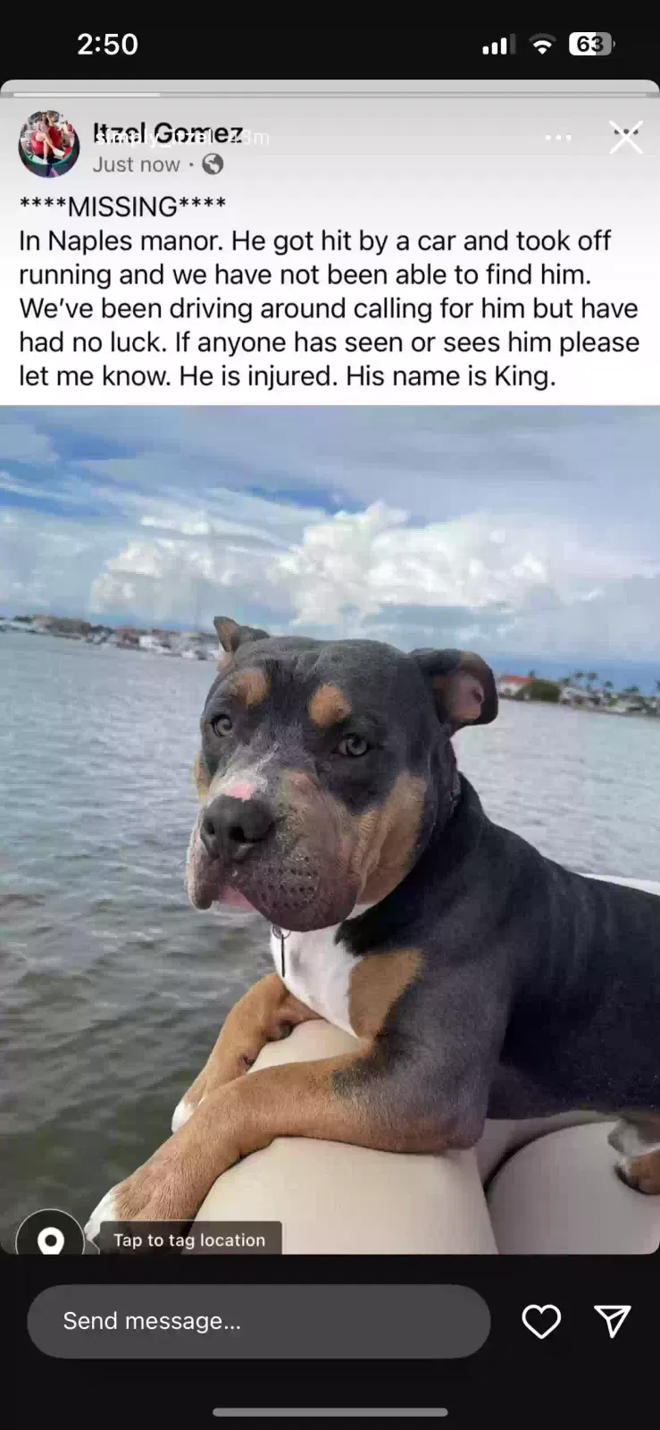 Found dog in Naples, FL, 34113