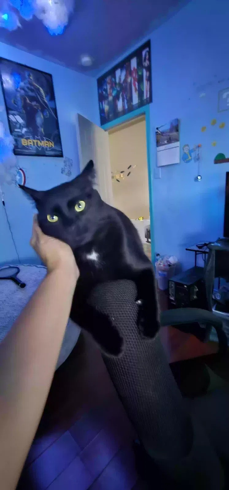 Lost cat in Fort Worth, TX, 76179