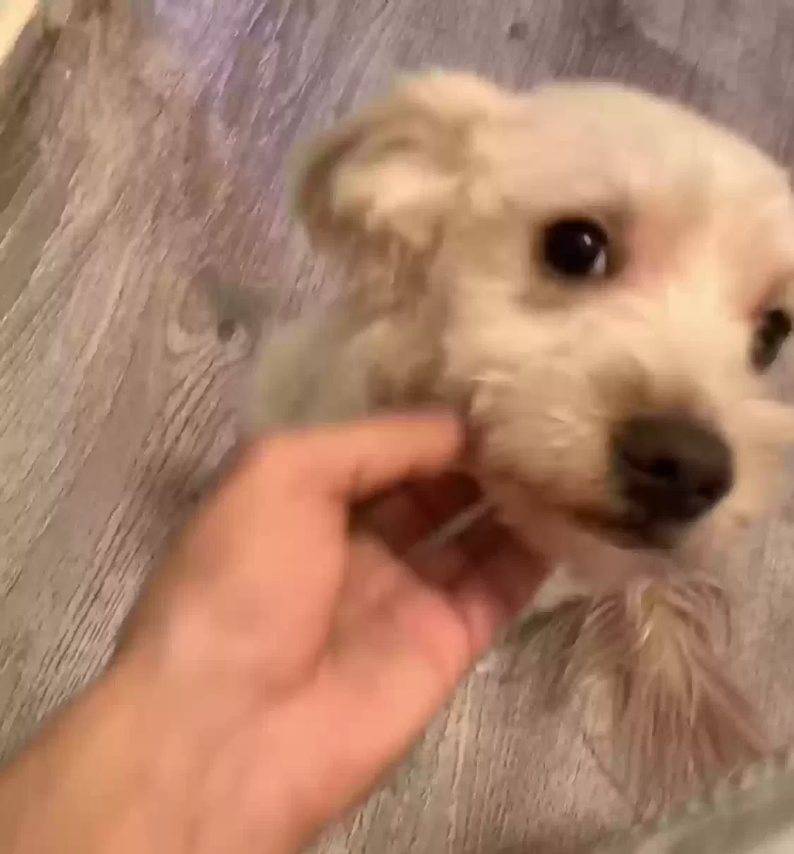 Lost dog in San Jose, CA, 95116