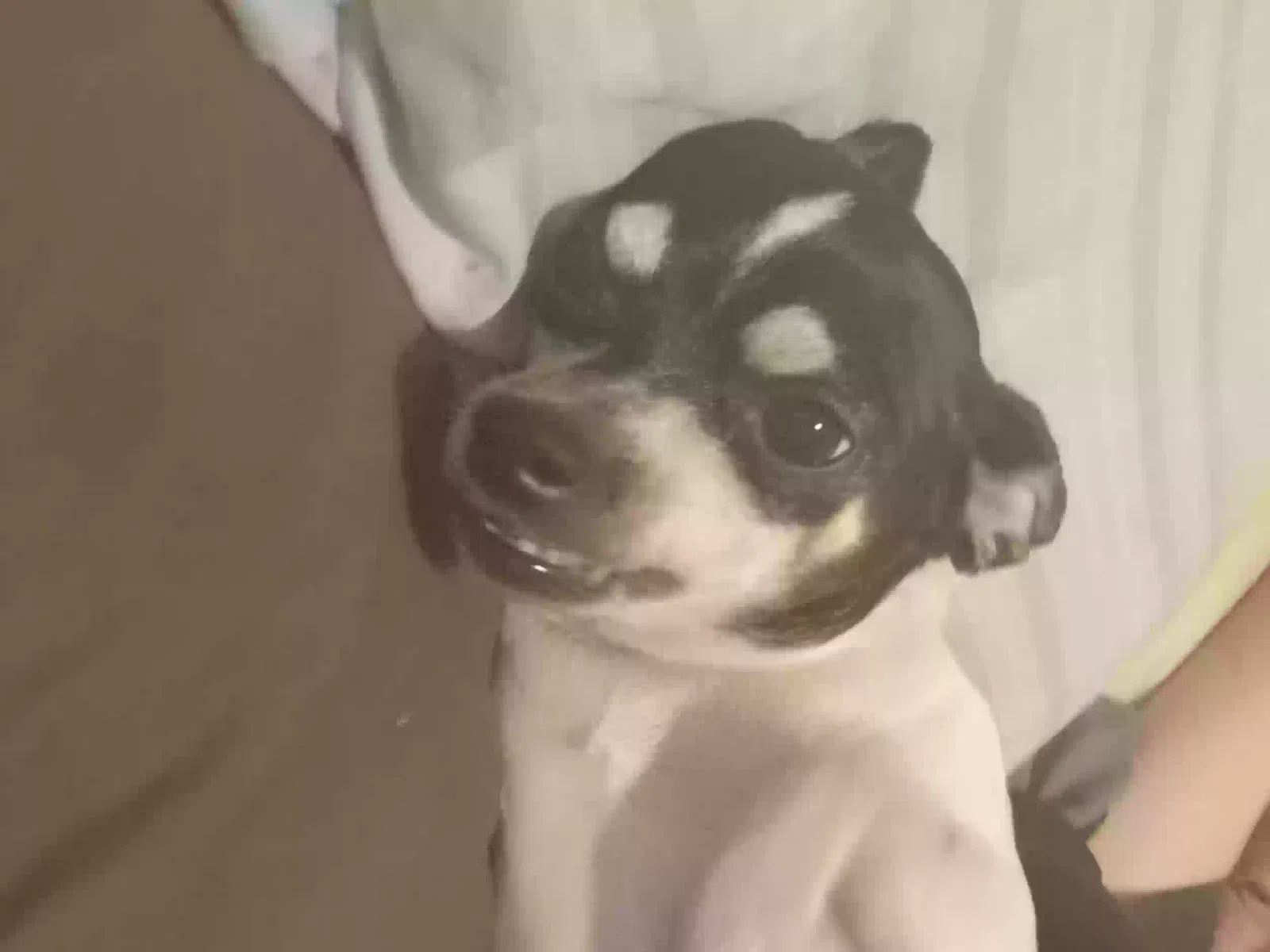 Lost dog in Oklahoma City, OK, 73109
