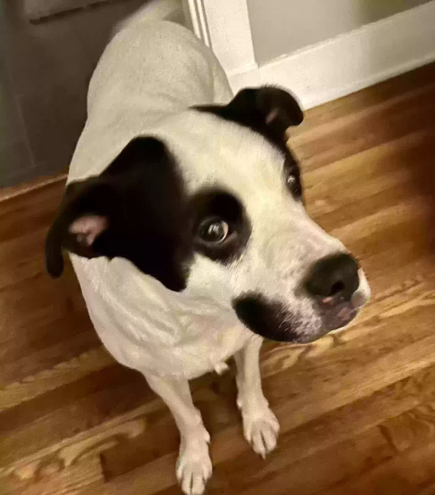 Found dog in Memphis, TN, 38104