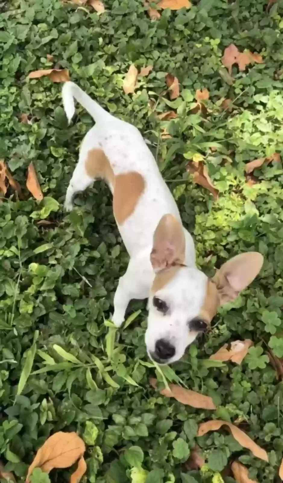 Lost dog in Miami, FL, 33157