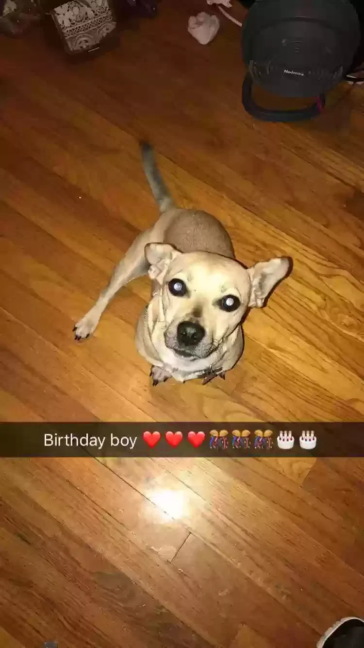 Lost dog in Wichita, KS, 67207