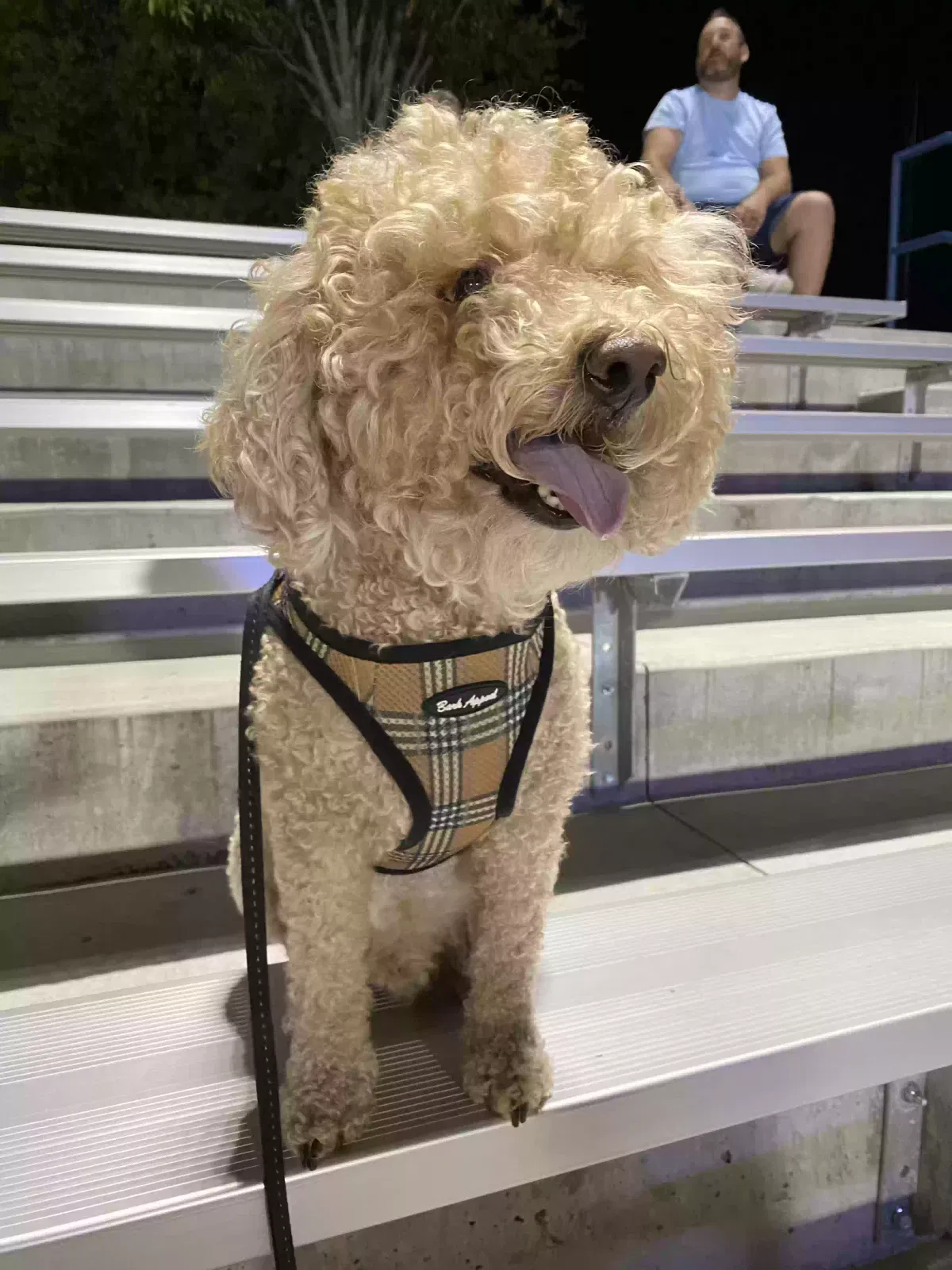 Lost dog in Saint Charles, MO, 63304