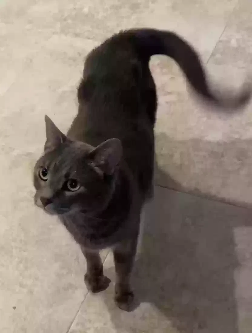 Lost cat in Chicago, IL, 60622