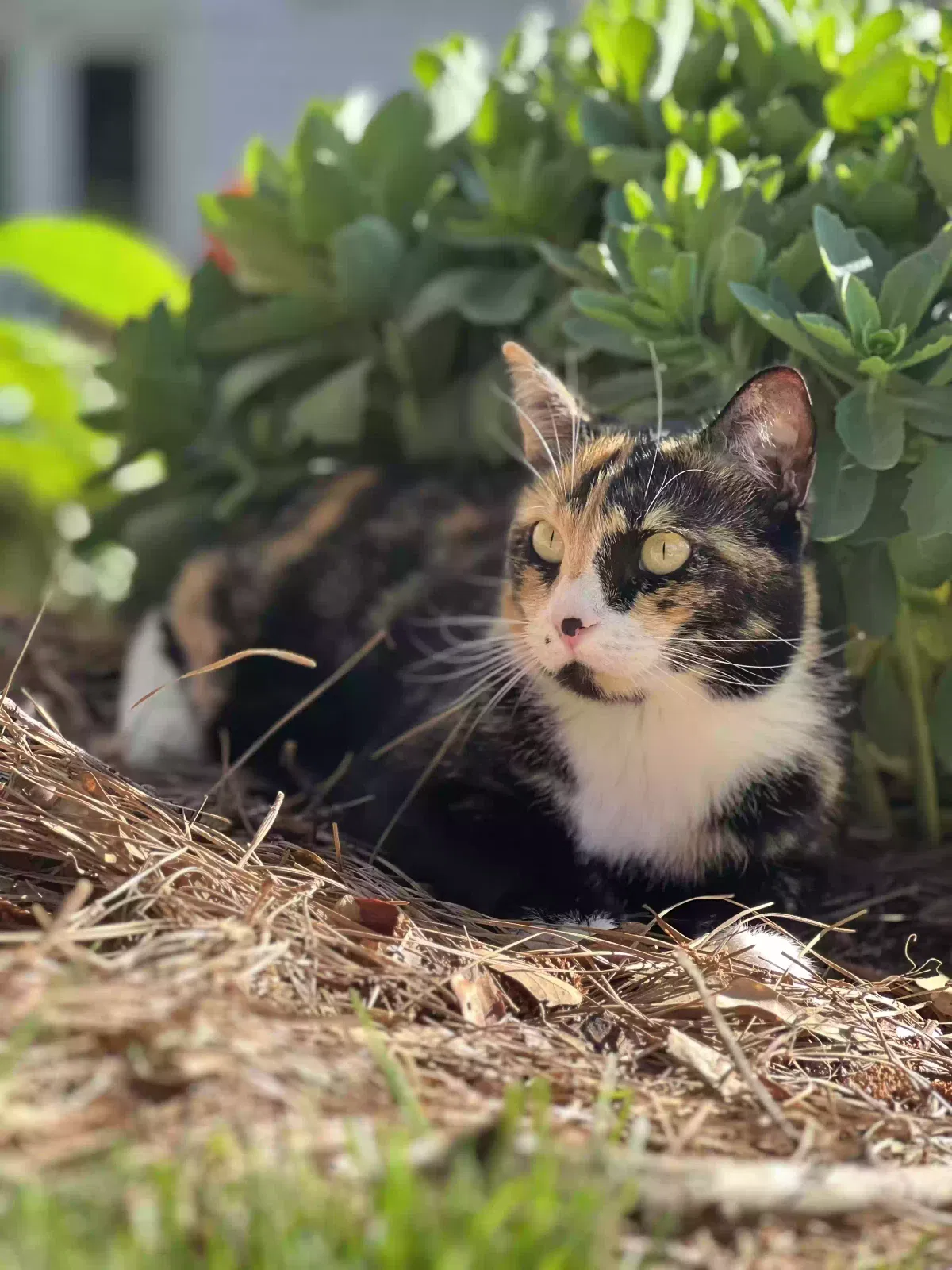 Lost cat in Roswell, GA, 30075