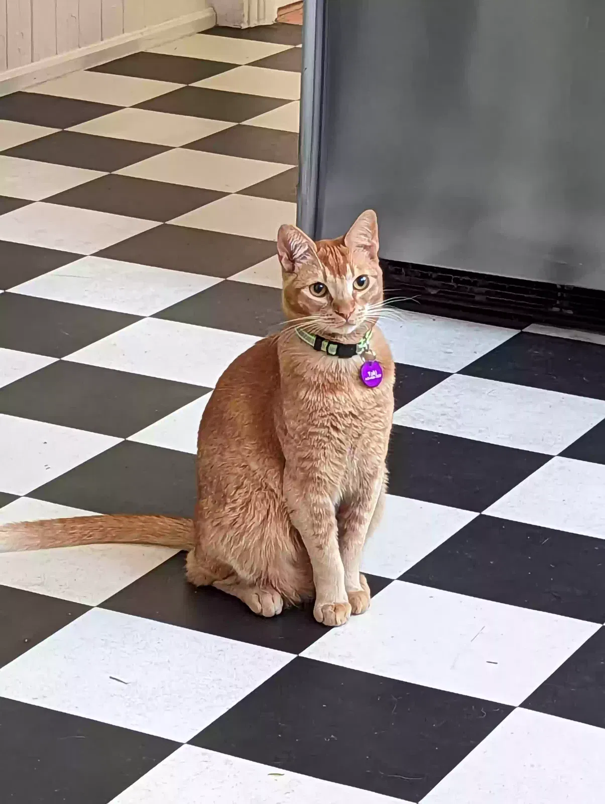 Lost cat in Carlsbad, CA, 92009