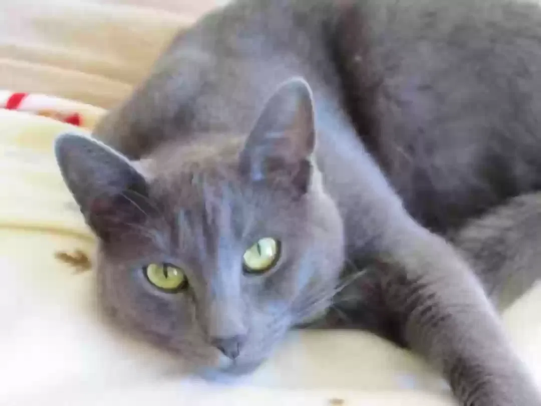 Lost cat in Lakeville, MN, 55044