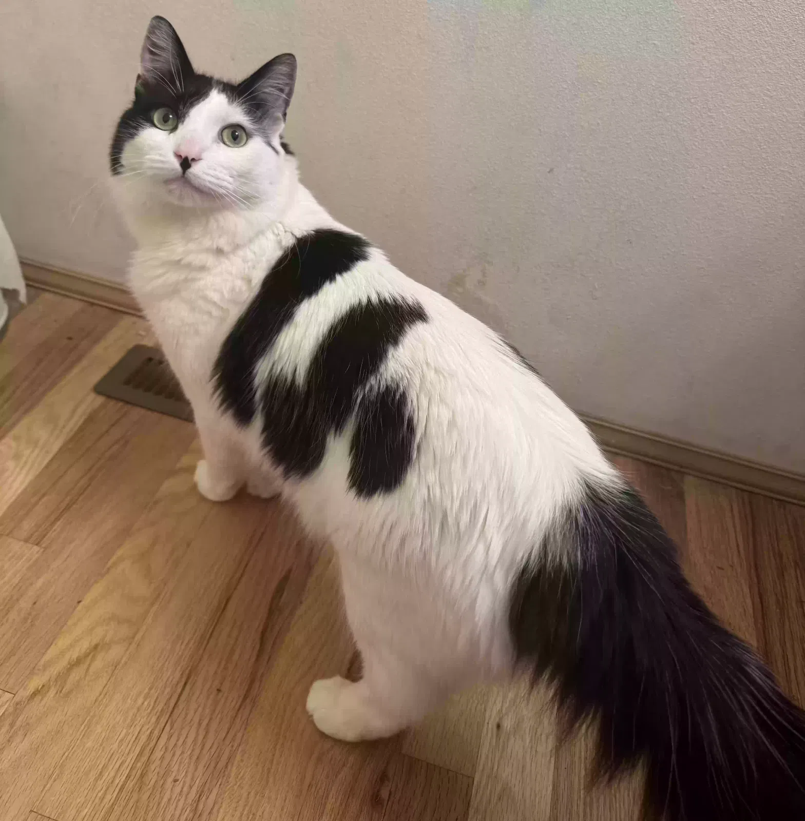 Lost cat in Bellevue, WA, 98004
