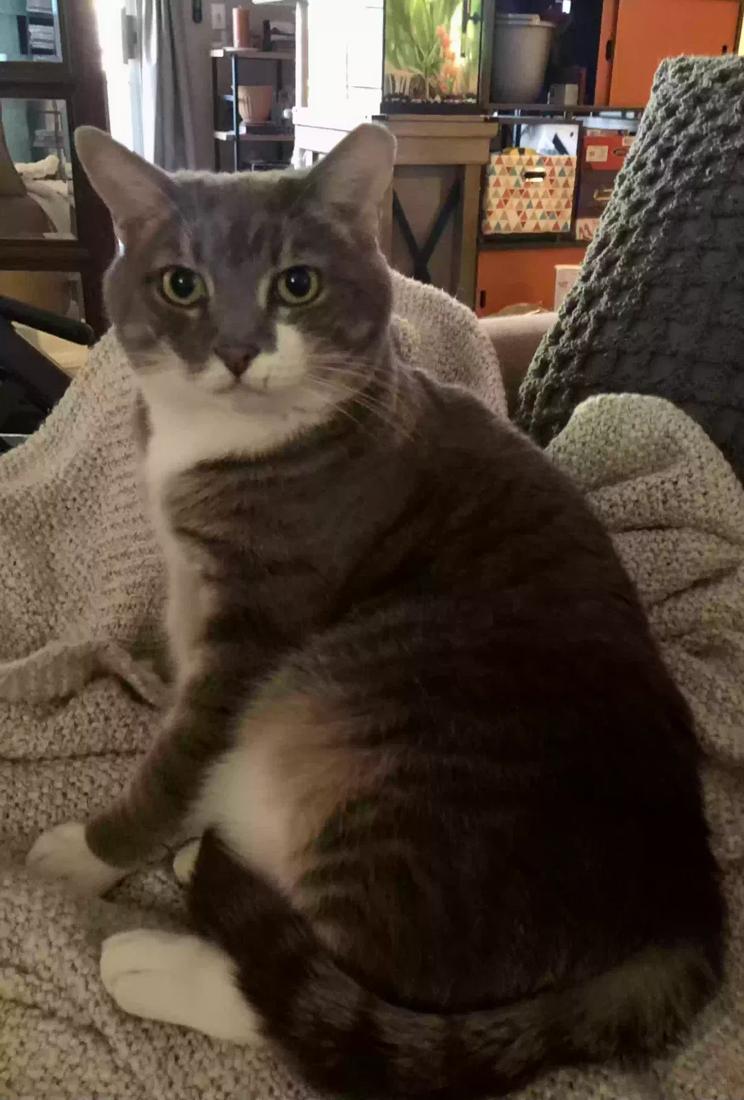 Lost cat in Las Vegas, NV, 89147