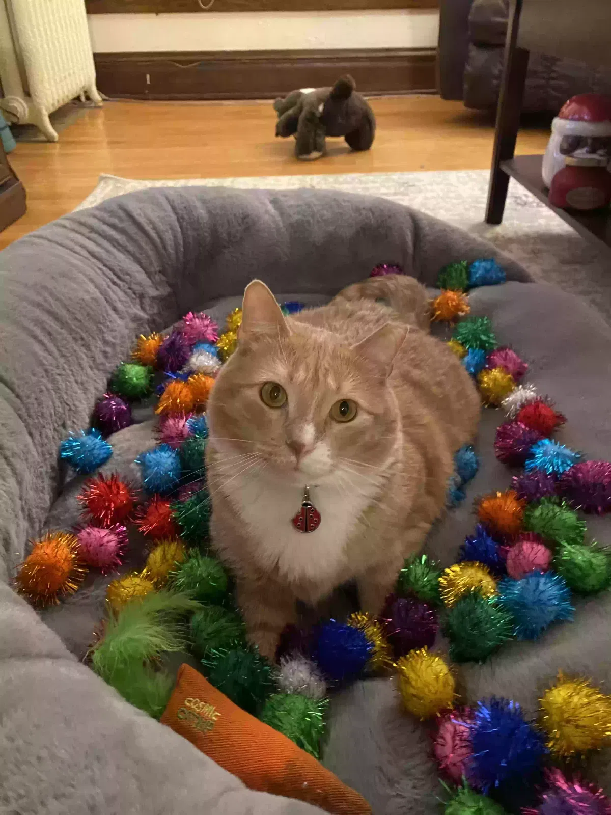 Lost cat in Madison, WI, 53715