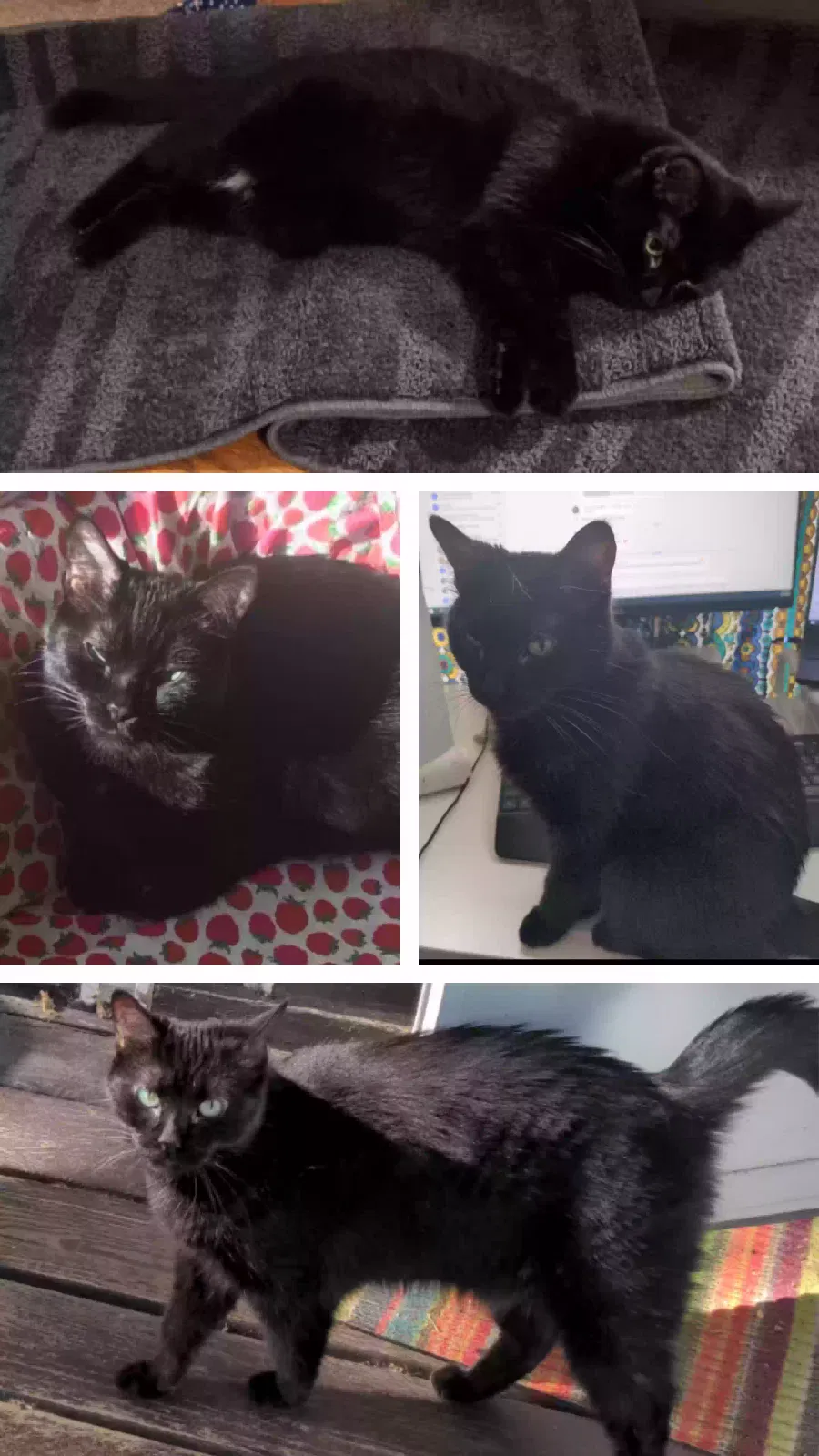 Lost cat in Minneapolis, MN, 55408