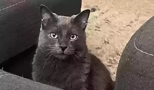 Lost cat in Colorado Springs, CO, 80924