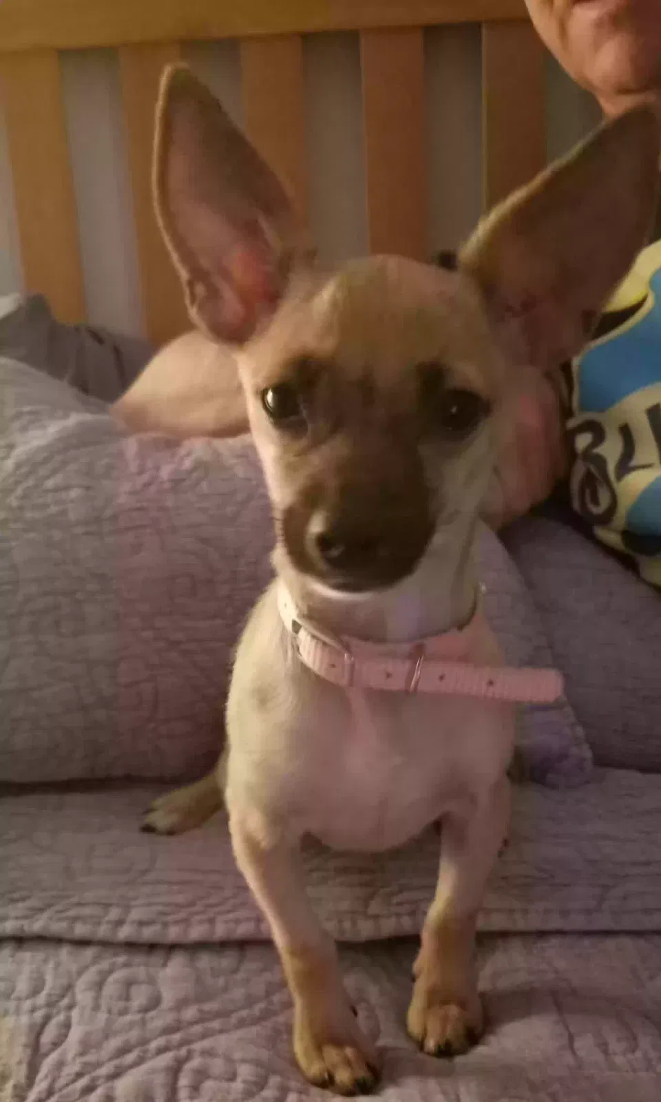 Lost dog in Buckeye, AZ, 85326