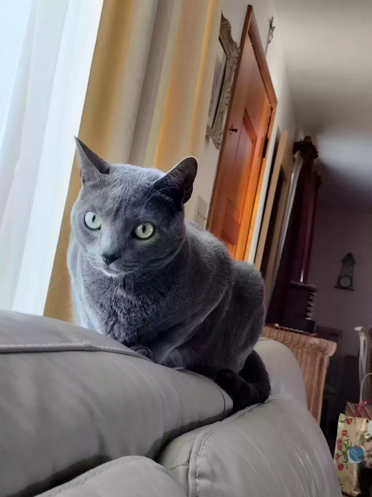 Lost cat in Acushnet, MA, 2743