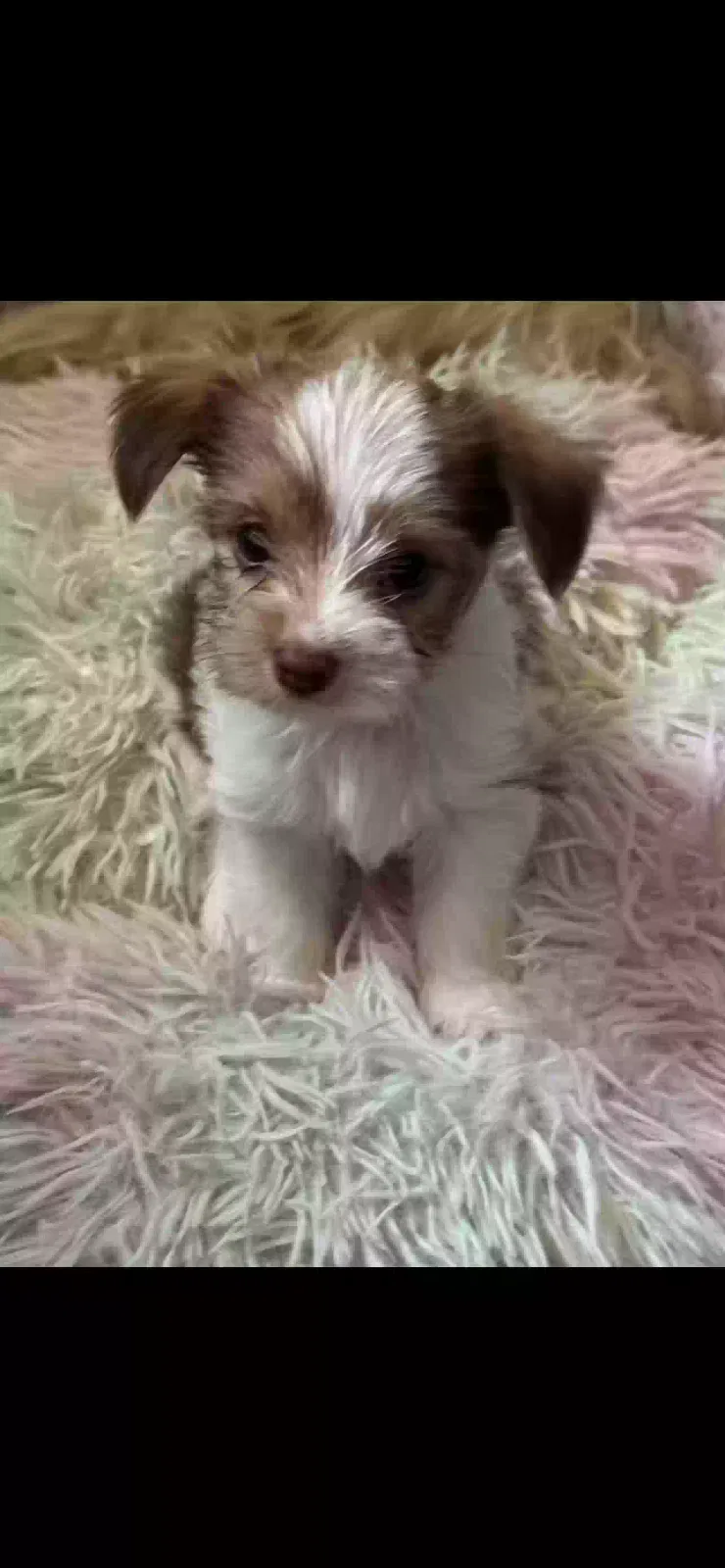 Lost dog in Indianapolis, IN, 46254