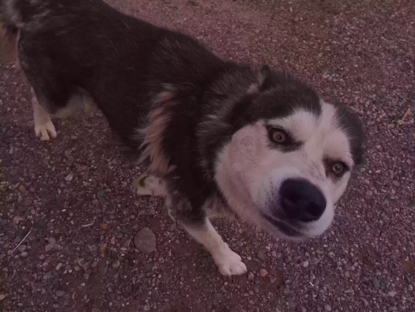 Lost dog in Belen, NM, 87002
