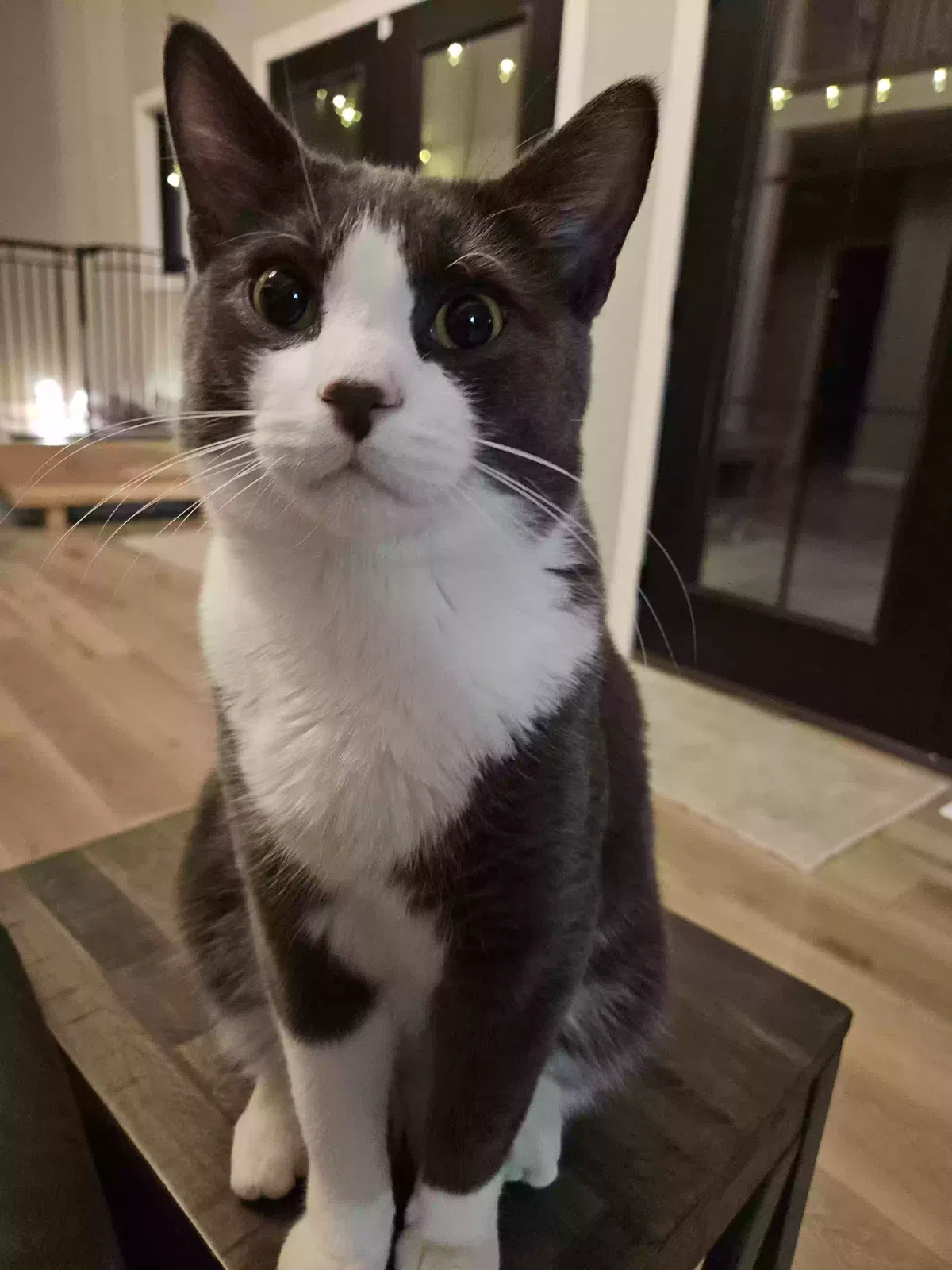 Lost cat in Wright City, MO, 63390