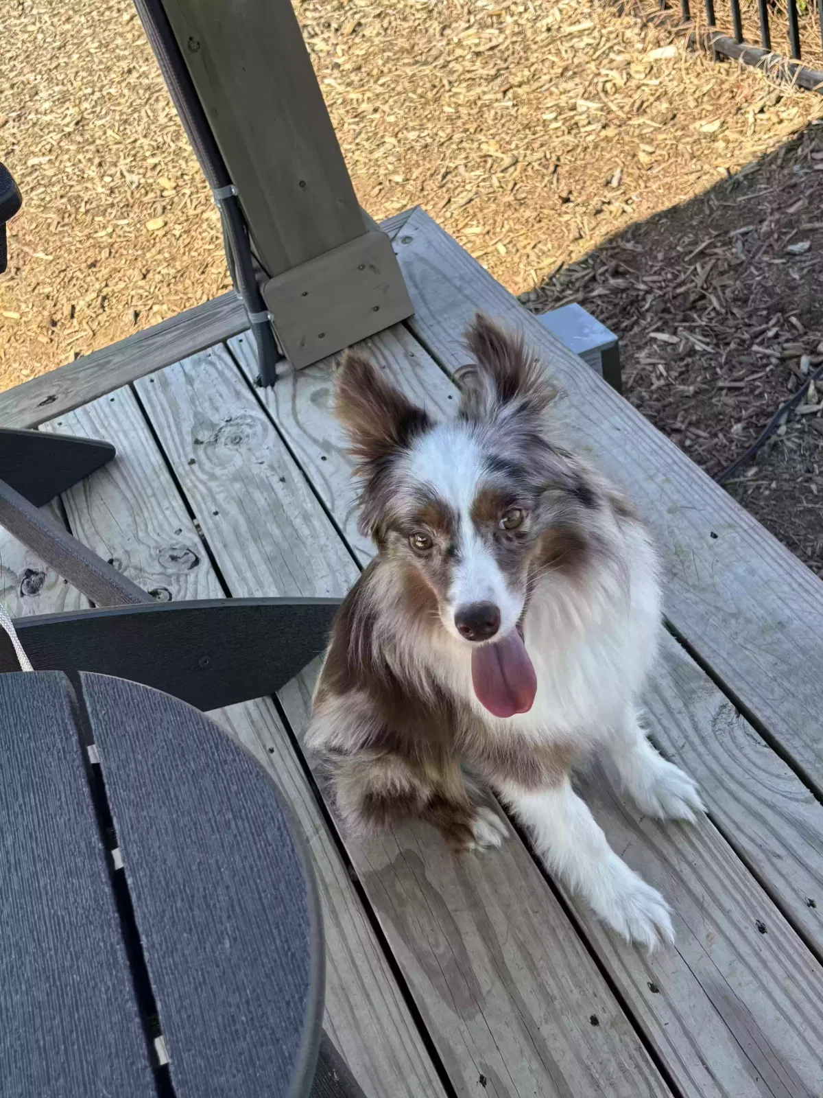 Lost dog in Cartersville, GA, 30121
