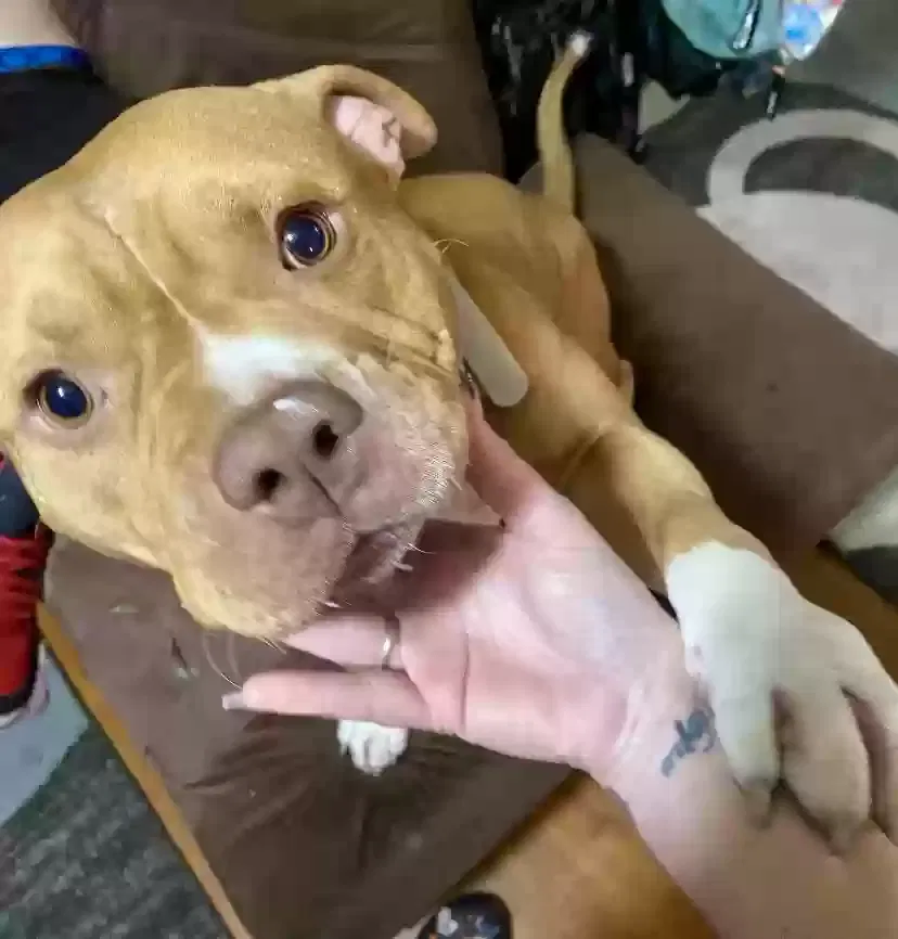 Lost dog in Pontiac, MI, 48340